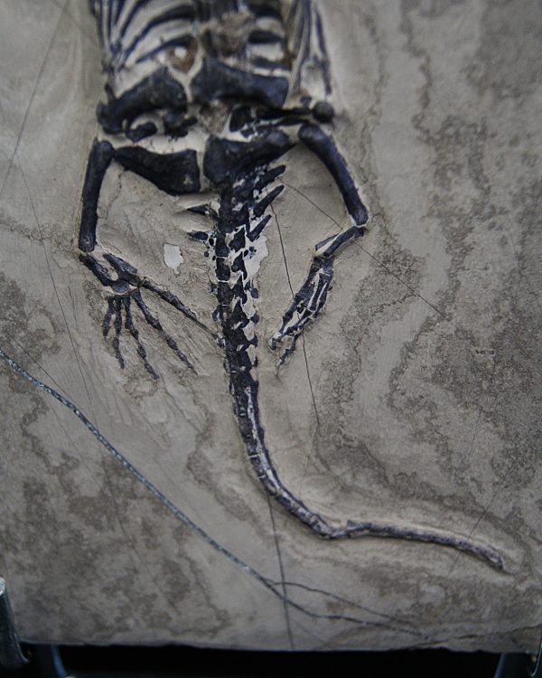 Keichousaurus hui