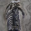 Keichousaurus hui