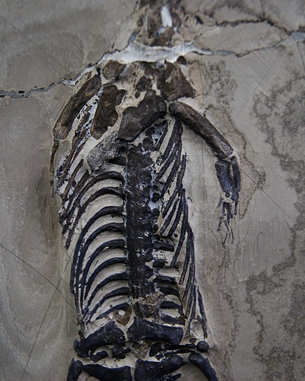 Keichousaurus hui