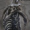 Keichousaurus hui