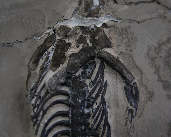 Keichousaurus hui