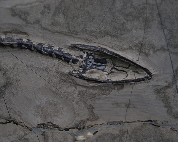 Keichousaurus hui