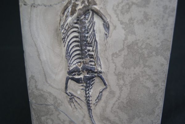Keichousaurus hui