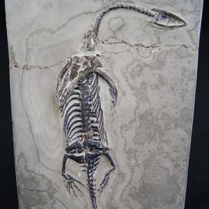 Keichousaurus hui