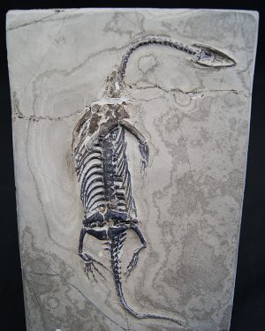 Keichousaurus hui