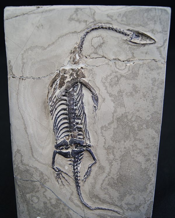 Keichousaurus hui