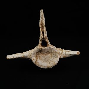 Vértebra completa de plesiosaurio