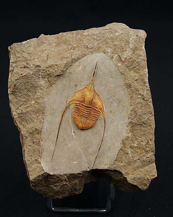 Ampyx cf. priscus