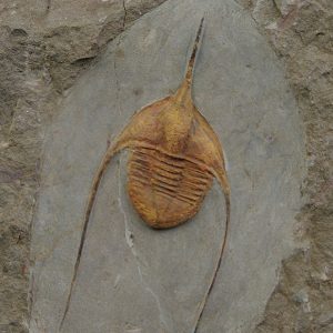 Ampyx cf. priscus