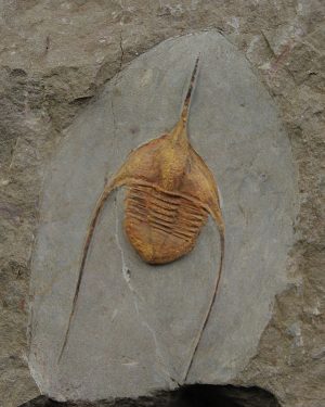 Ampyx cf. priscus