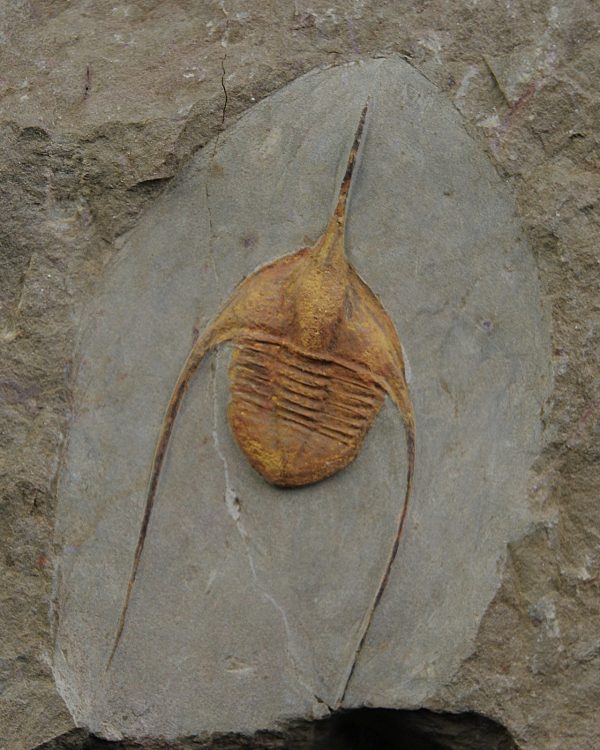 Ampyx cf. priscus