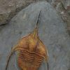 Ampyx cf. priscus