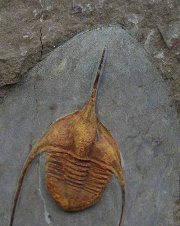 Ampyx cf. priscus