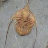 Ampyx cf. priscus