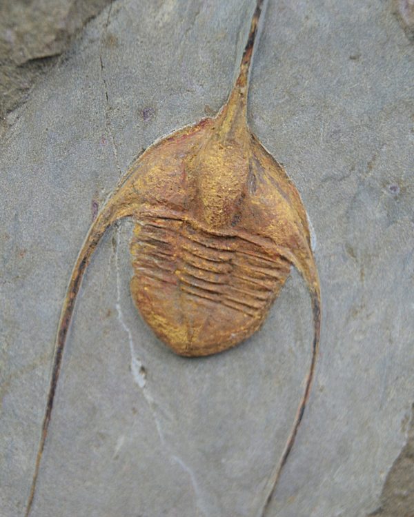 Ampyx cf. priscus