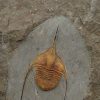 Ampyx cf. priscus