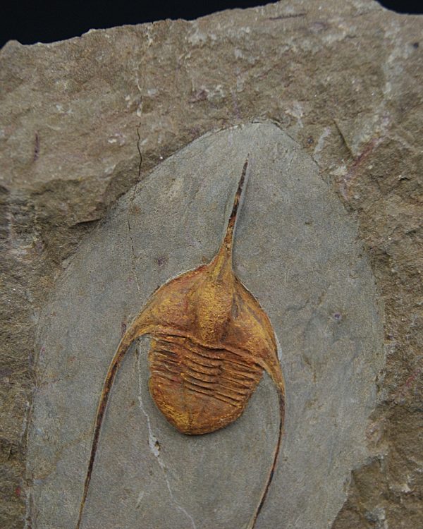 Ampyx cf. priscus