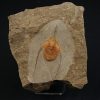 Ampyx cf. priscus
