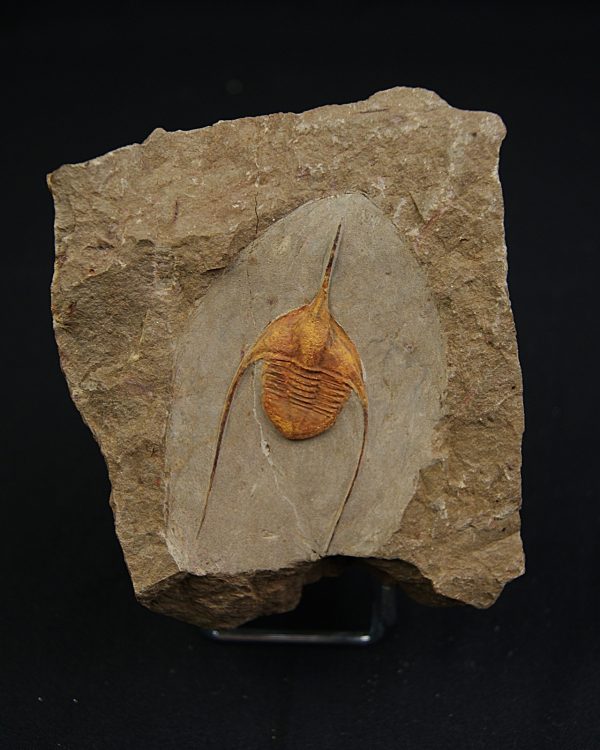 Ampyx cf. priscus