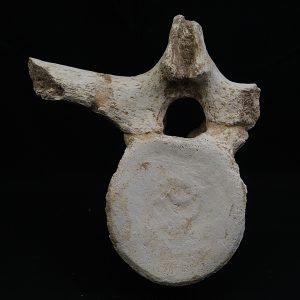 Vértebra plesiosaurio