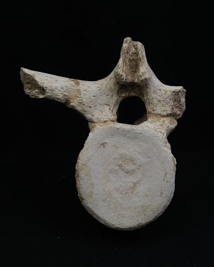Vértebra plesiosaurio