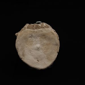 Vértebra fósil de Plesiosaurus