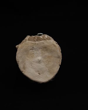 Vértebra fósil de Plesiosaurus