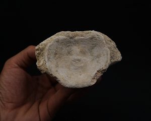 Vértebra fósil de Plesiosaurus.