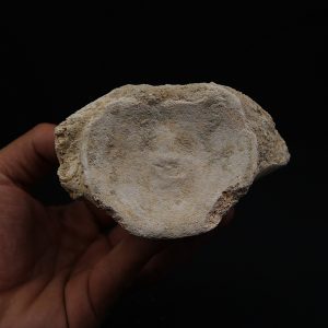 Vértebra fósil de Plesiosaurus.