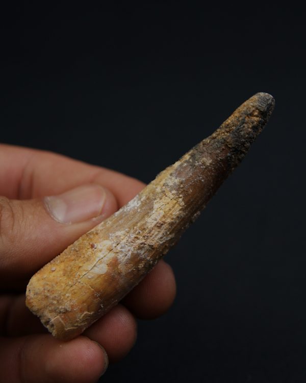 Spinosaurus aegyptiacus