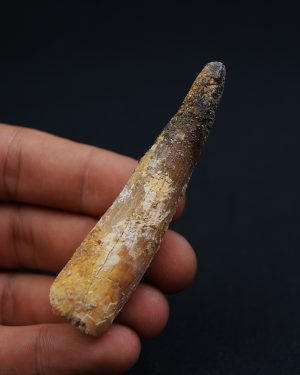Spinosaurus aegyptiacus