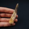 Spinosaurus aegyptiacus