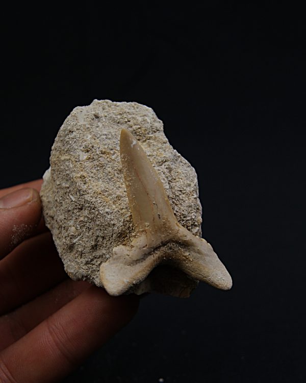 Scapanorhynchus rapax