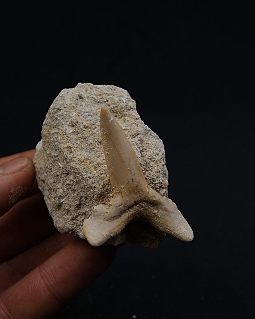 Scapanorhynchus rapax