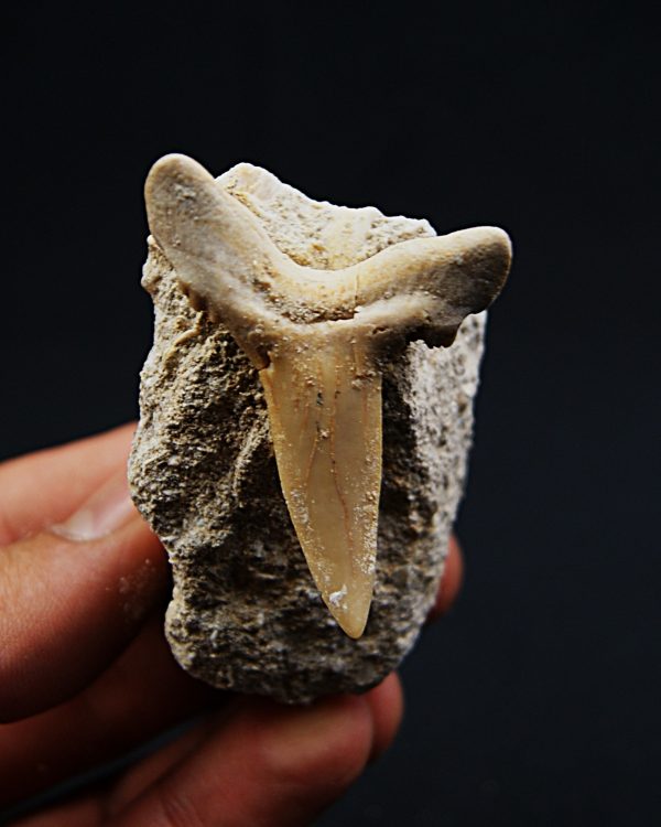 Scapanorhynchus rapax