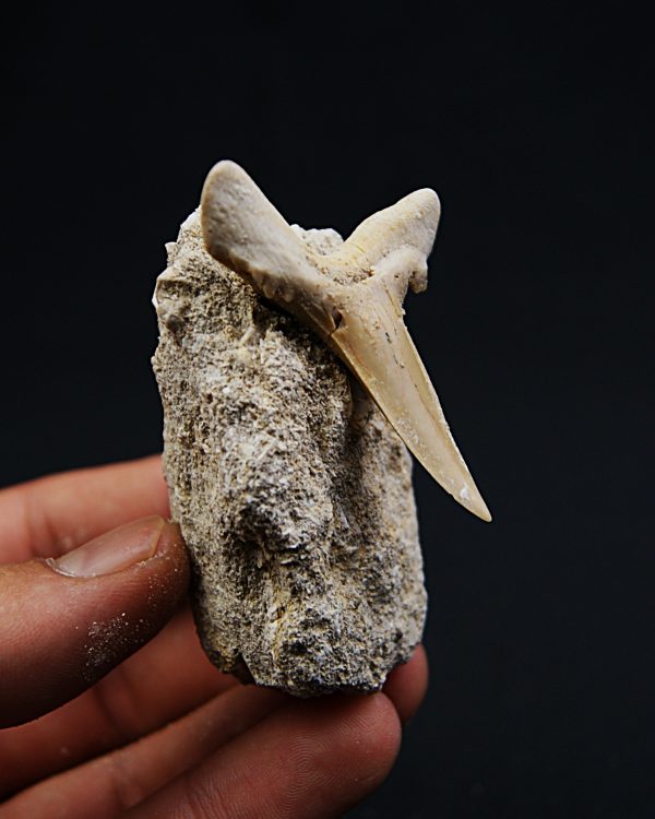 Scapanorhynchus rapax