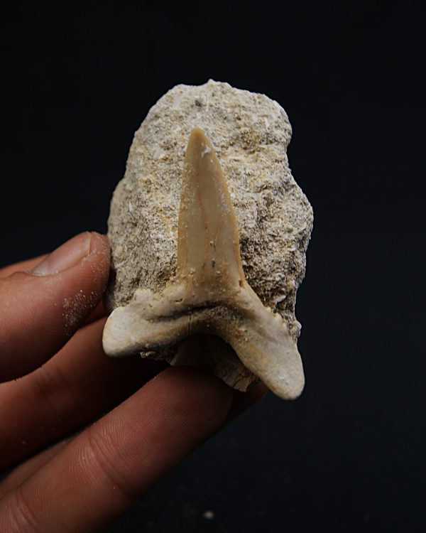 Scapanorhynchus rapax