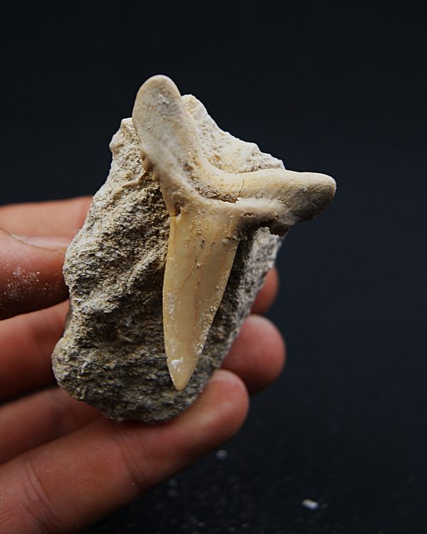 Scapanorhynchus rapax