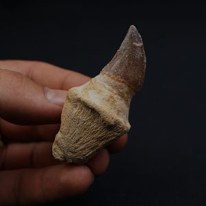 Mosasaurus Anceps con raíz