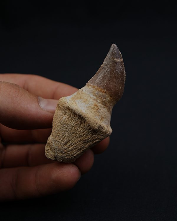 Mosasaurus Anceps con raíz