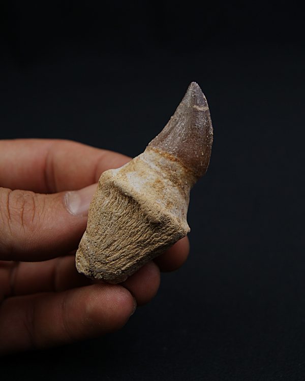 Mosasaurus Anceps con raíz