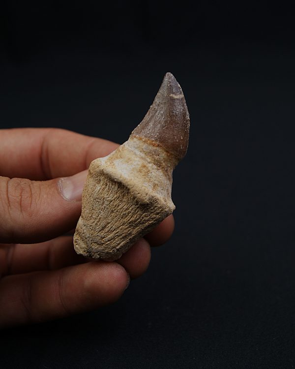 Mosasaurus Anceps con raíz