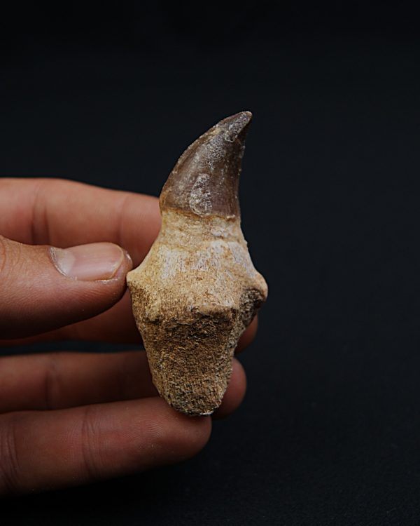 Mosasaurus Anceps con raíz