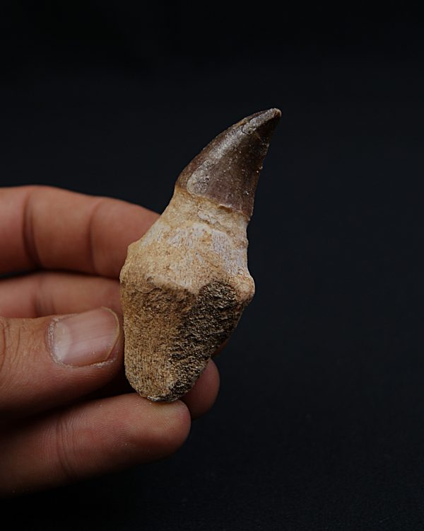 Mosasaurus Anceps con raíz