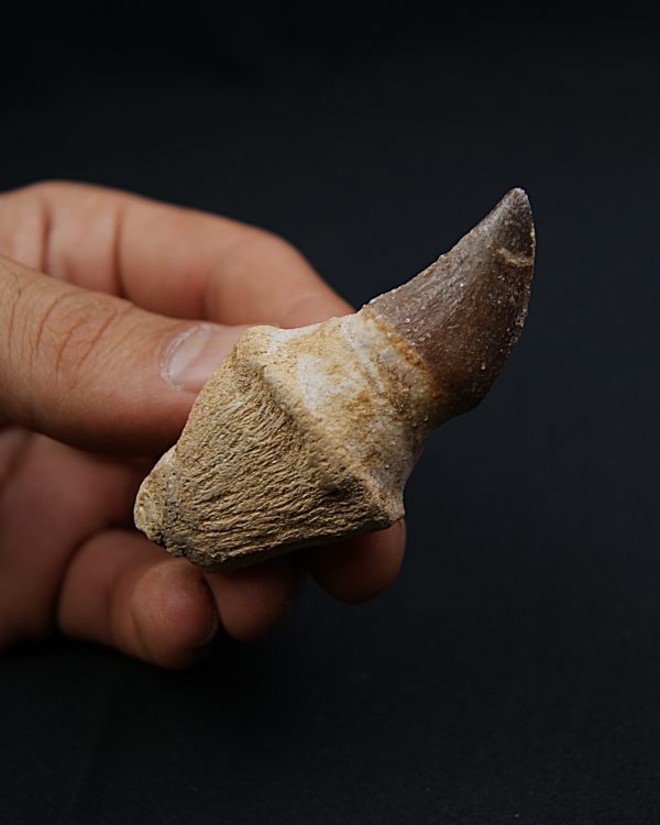 Mosasaurus Anceps con raíz