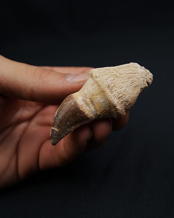 Mosasaurus Anceps con raíz