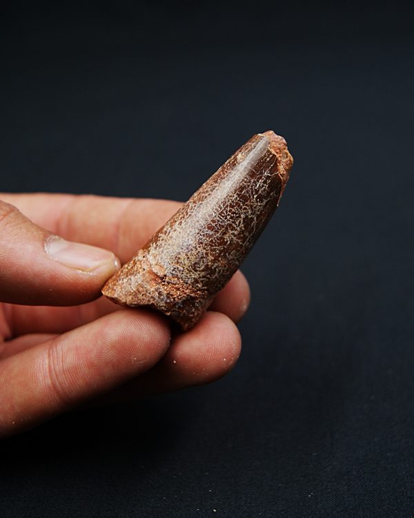 Spinosaurus aegyptiacus