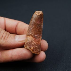 Spinosaurus aegyptiacus