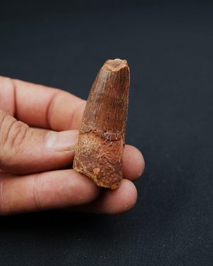 Spinosaurus aegyptiacus