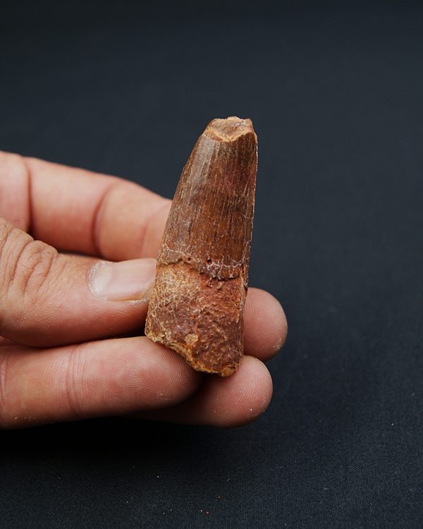 Spinosaurus aegyptiacus